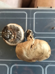 Cortinarius camphoratus