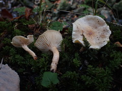 Hygrophorus unicolor