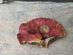 Suillus paluster