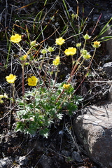 Potentilla uniflora