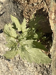 Urtica cannabina