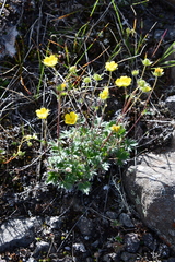 Potentilla uniflora
