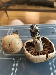 Cortinarius camphoratus