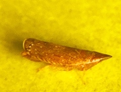 Scaphytopius frontalis