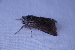 Oncocnemidinae