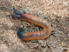 Scolopendra