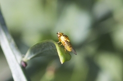 Thaumatomyia glabra