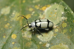 Omophoita octoguttata