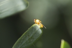 Thaumatomyia glabra