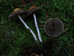 Hypholoma marginatum