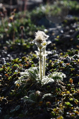 Geum glaciale
