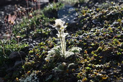 Geum glaciale