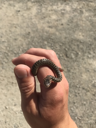 iNaturalist observation photo of Western Yellow-bellied Racer