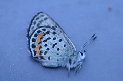 Euphilotes battoides