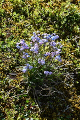 Myosotis asiatica
