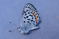 Euphilotes battoides