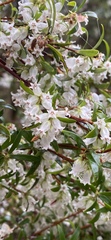 Acrothamnus hookeri