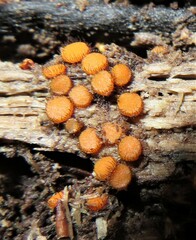Scutellinia setosa