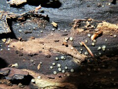 Helicogloea compressa