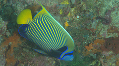 Pomacanthus imperator