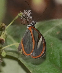 Pteronymia alissa andreas