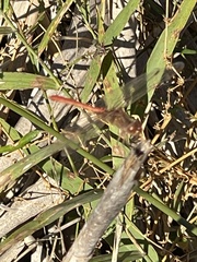 Sympetrum meridionale