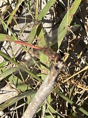 Sympetrum meridionale