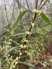 Pimelea axiflora