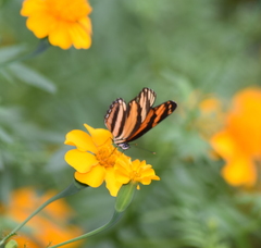 Eresia phillyra phillyra