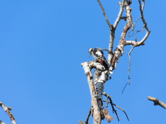 Dendrocopos syriacus