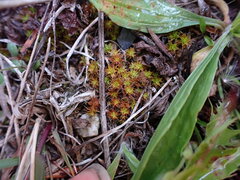 Syntrichia ruralis