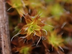 Syntrichia ruralis