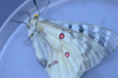 Parnassius clodius image