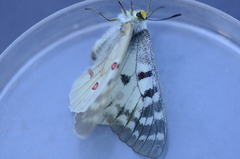 Parnassius clodius