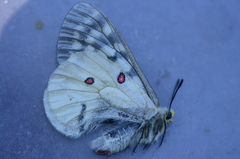 Parnassius clodius image