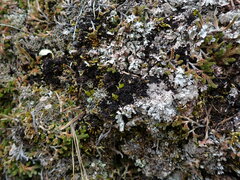 Scytinium lichenoides