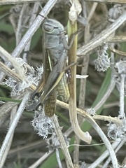 Eyprepocnemis plorans