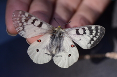 Parnassius clodius
