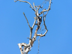 Dendrocopos syriacus