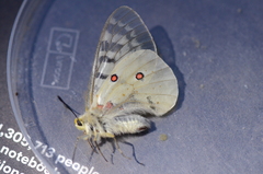 Parnassius clodius image