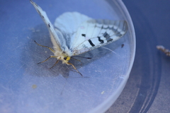 Parnassius clodius