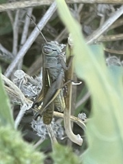 Eyprepocnemis plorans