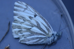 Pontia sisymbrii