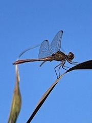 Sympetrum meridionale