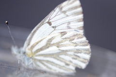 Pontia sisymbrii