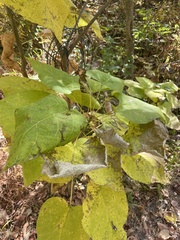 Catalpa speciosa