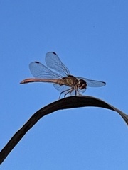 Sympetrum meridionale