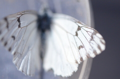 Pontia sisymbrii