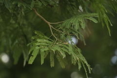 Senegalia picachensis
