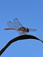 Sympetrum meridionale